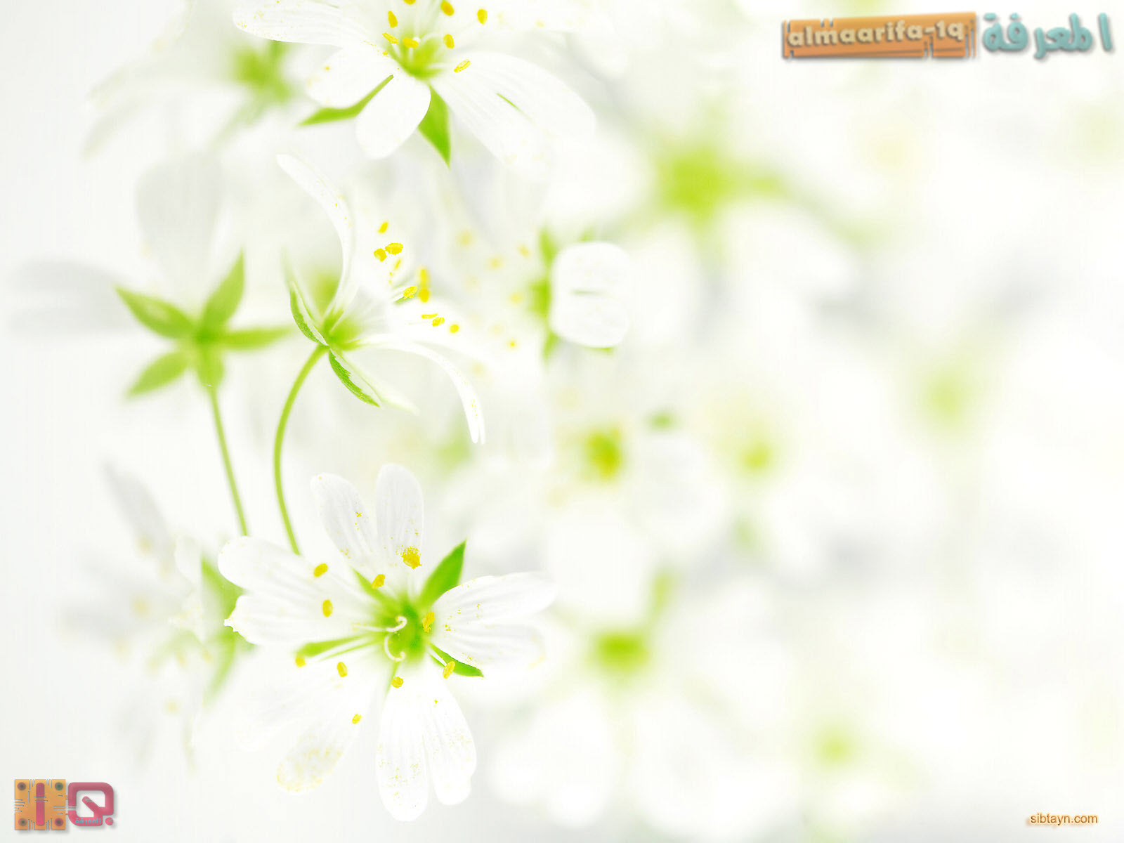 http://www.alshiaclubs.net/upload/uploads/images/alshiaclubs-ff107990a9.jpg